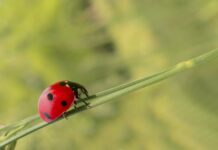 Na czym polega zwalczanie nieuczciwej konkurencji? Na czym polega zwalczanie nieuczciwej konkurencji?
