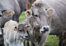 Co reguluje prawo przedsiębiorców?