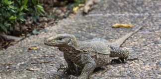 Czy lekarz rodzinny może dać skierowanie na poziom witaminy B12?