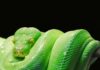 Co to jest język Python? Co to jest język Python?