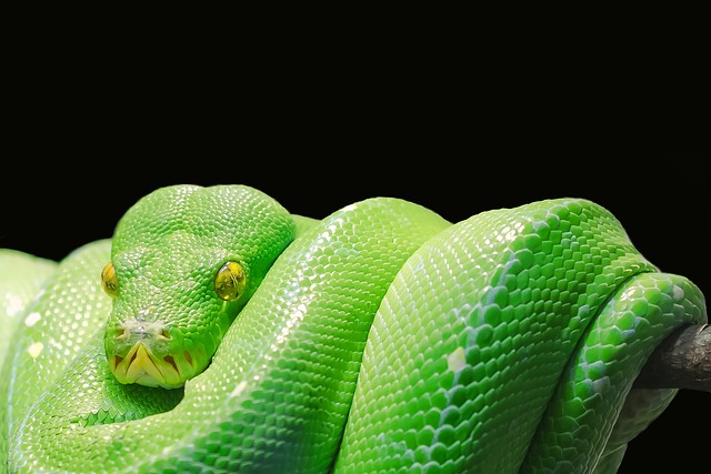 Co to jest język Python? Co to jest język Python?
